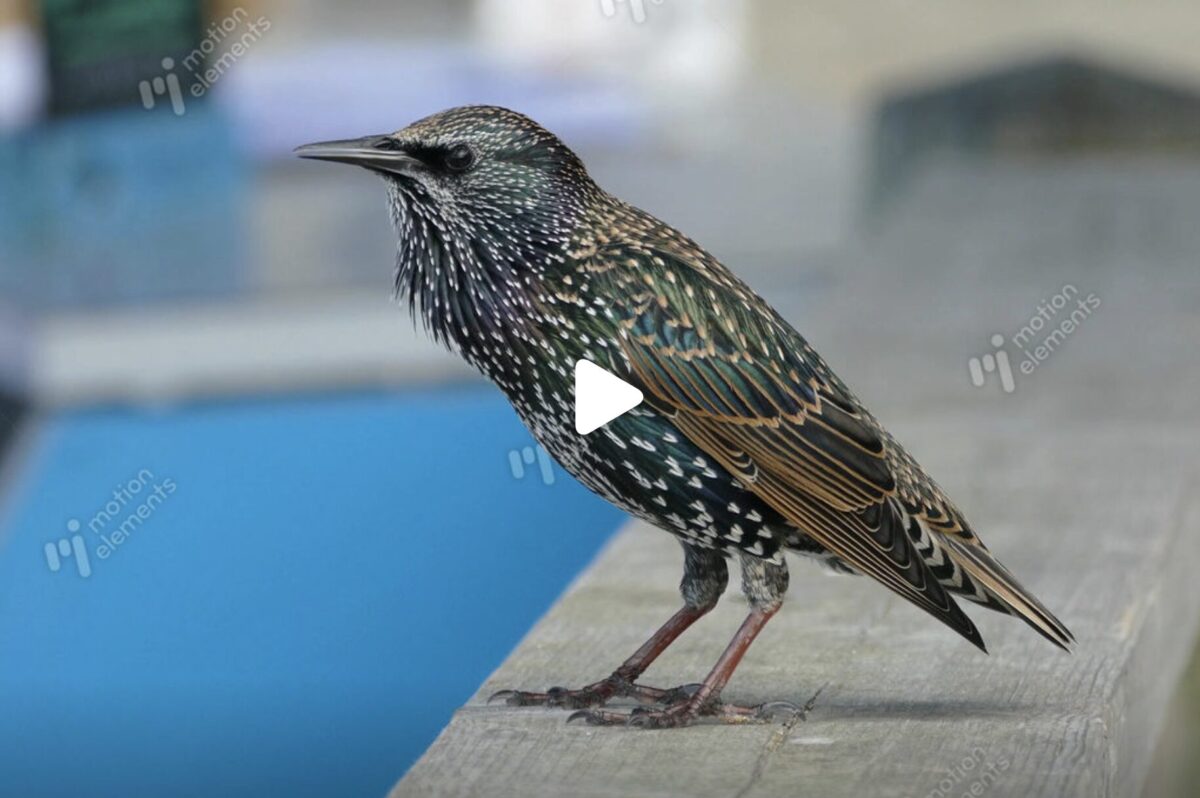 ムクドリの映像