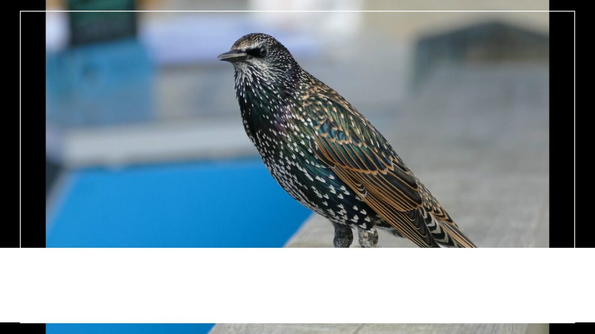 アクションセーフティに帯を合わせた