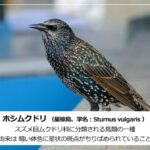 ホシムクドリの説明テロップ