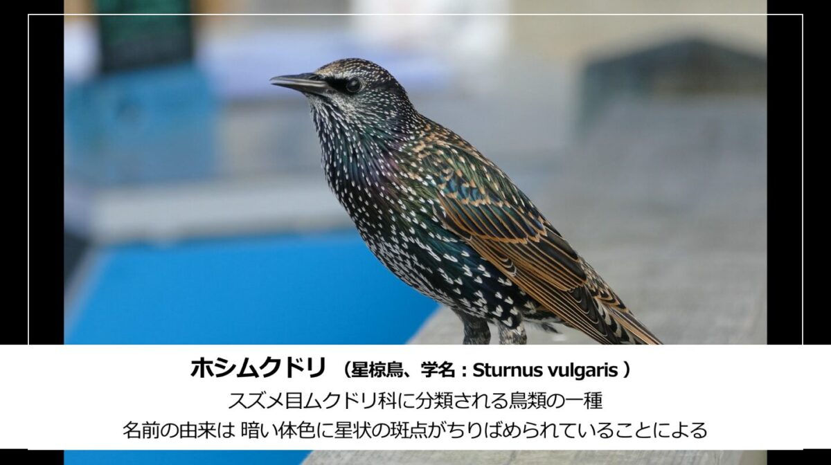 ホシムクドリの説明テロップ