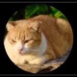 猫が切り抜けた