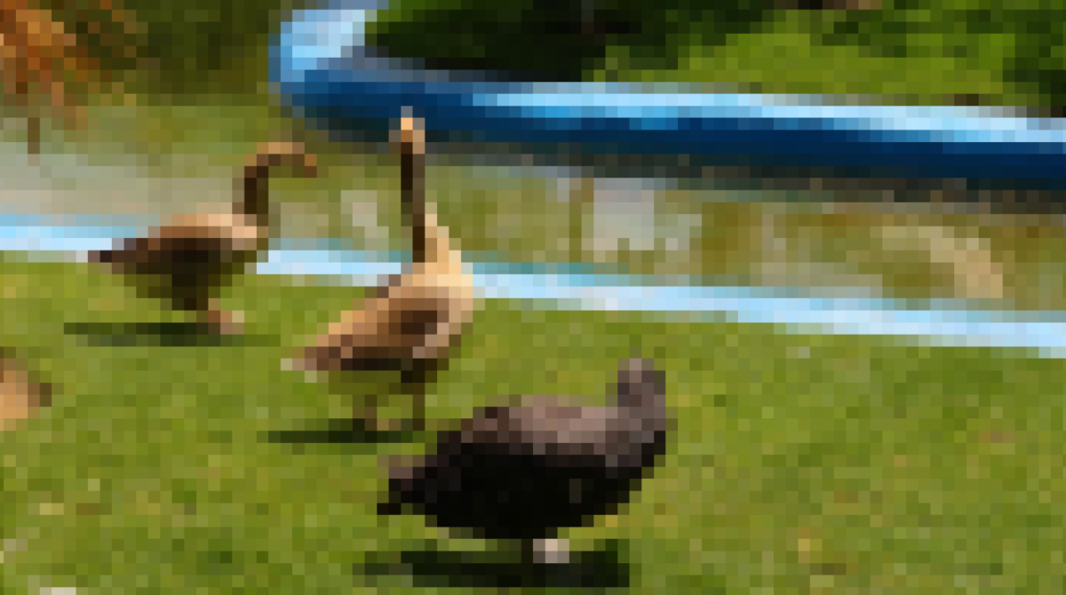 アヒル動画全体にモザイクがかかった