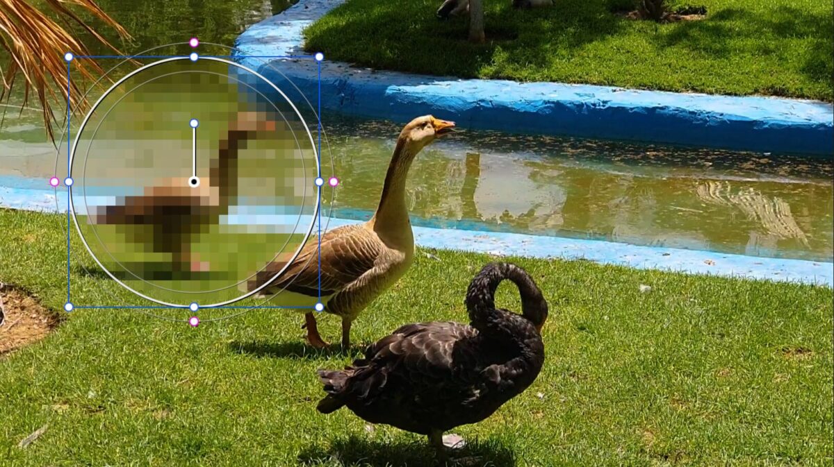 アヒルを追いかける