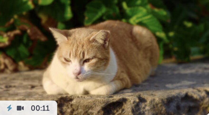 沖縄の猫